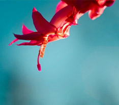 Windows 8.1ϵ�y(t��ng)ԭ���ڼ�